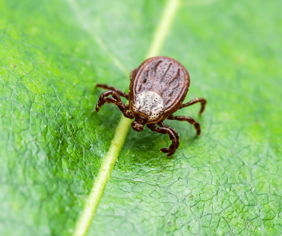 Блохи та кліщі – чим краще обробляти підлогу