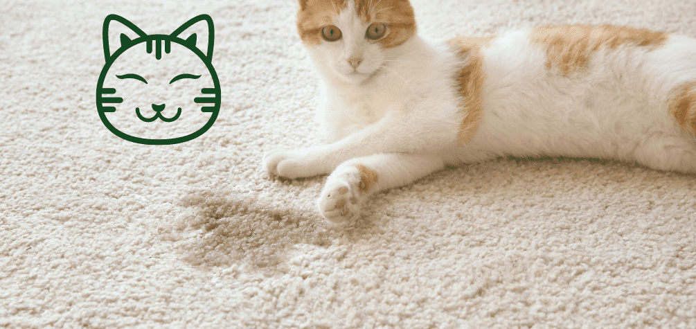 Як вивести запах котячої сечі з килима та підлоги