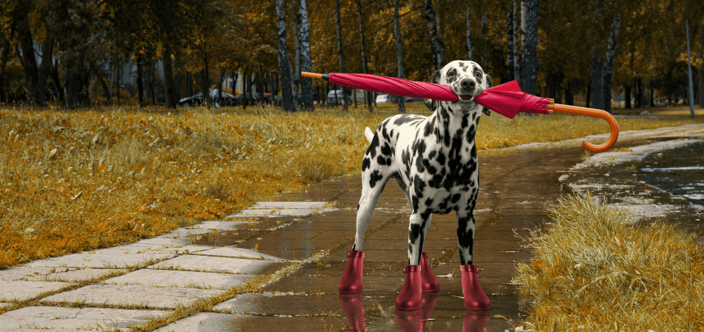 Дезінфекція після прогулянки із собакою