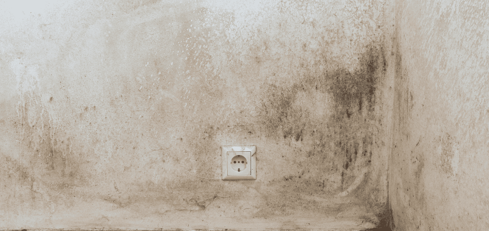 Як прибрати грибок зі стін: рекомендації та корисні поради