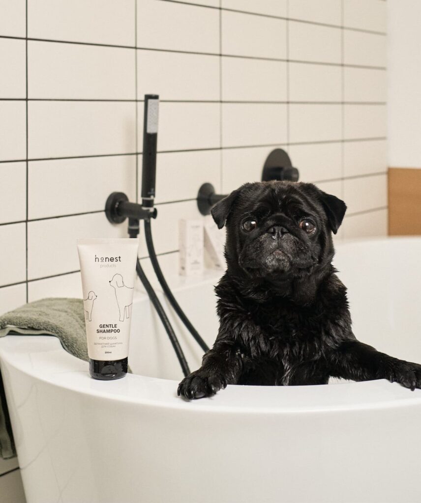 Як обрати Ідеальний Шампунь для Вашого Собаки: поради та рекомендації