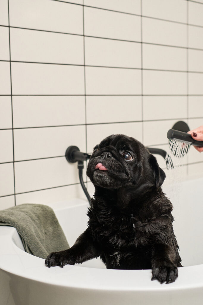 Домашні улюбленці